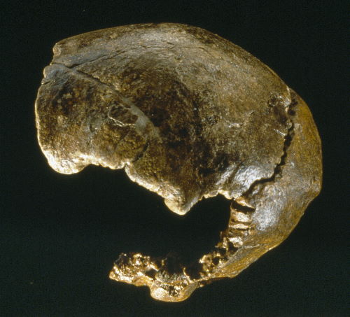 The Swanscombe Skull (Copyright Natural History Museum)